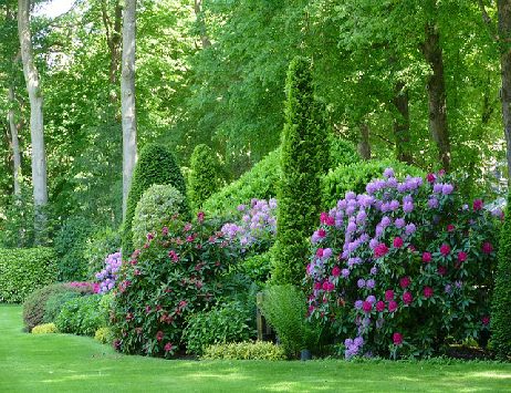 rhododendron planting schemes welwyn and herts